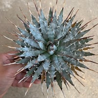 ユタエンシス エボリスピナ