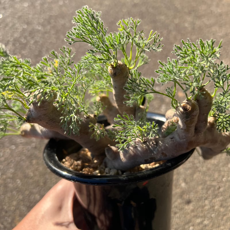 モンソニア ムルチフィダ | STELLA.PLANTS