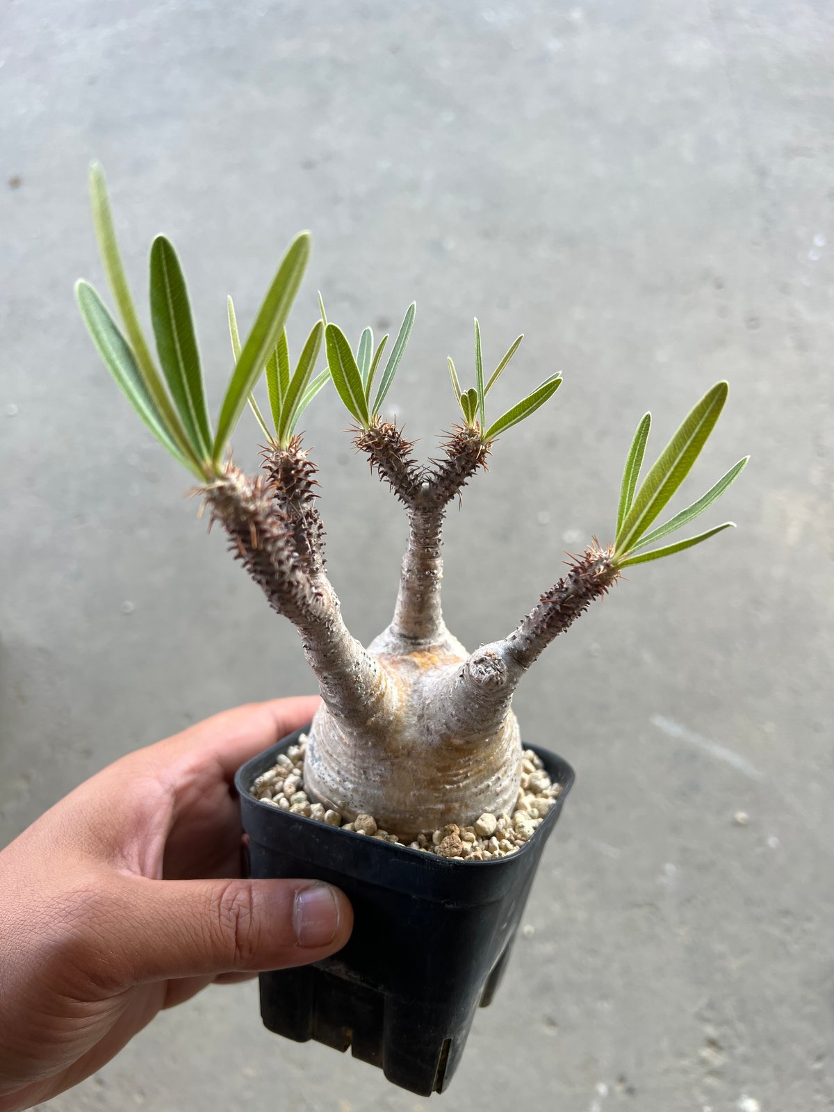 s*様 パキポディウム　グラキリス　ミニグラ 手乗りよりさらに小さい指三本乗りグラキリスを豆鉢に