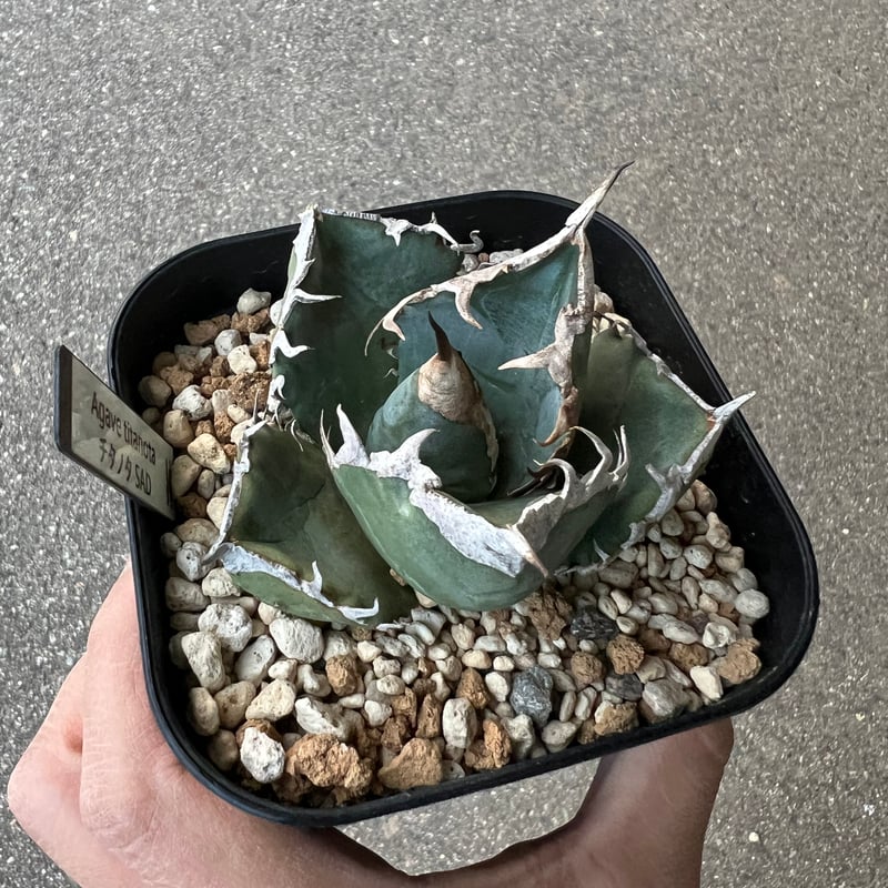 アガベ チタノタ SAD 2 | STELLA.PLANTS