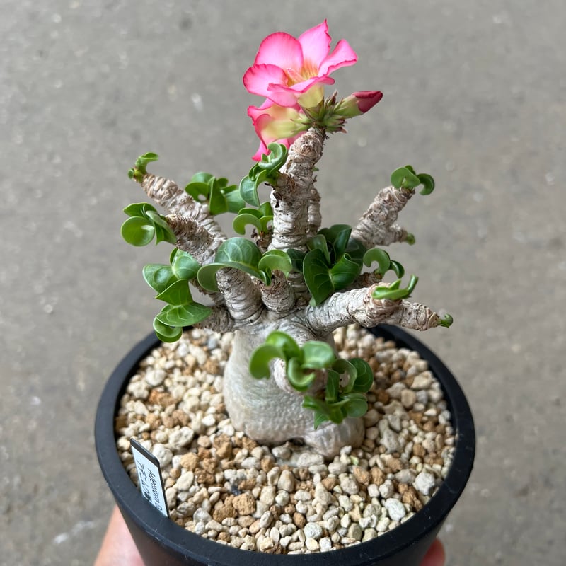 花鳥風月 【極美/獅子葉/極太/アデニウム】 DHA-7 アデニウム D.H.A (獅子葉) 「Adenium D.H.A」7/4-920 | SHO
