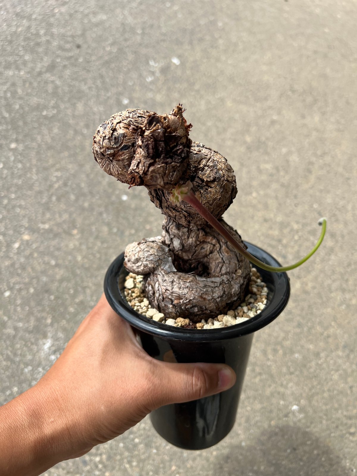 ペラルゴニウム トリステ | STELLA.PLANTS