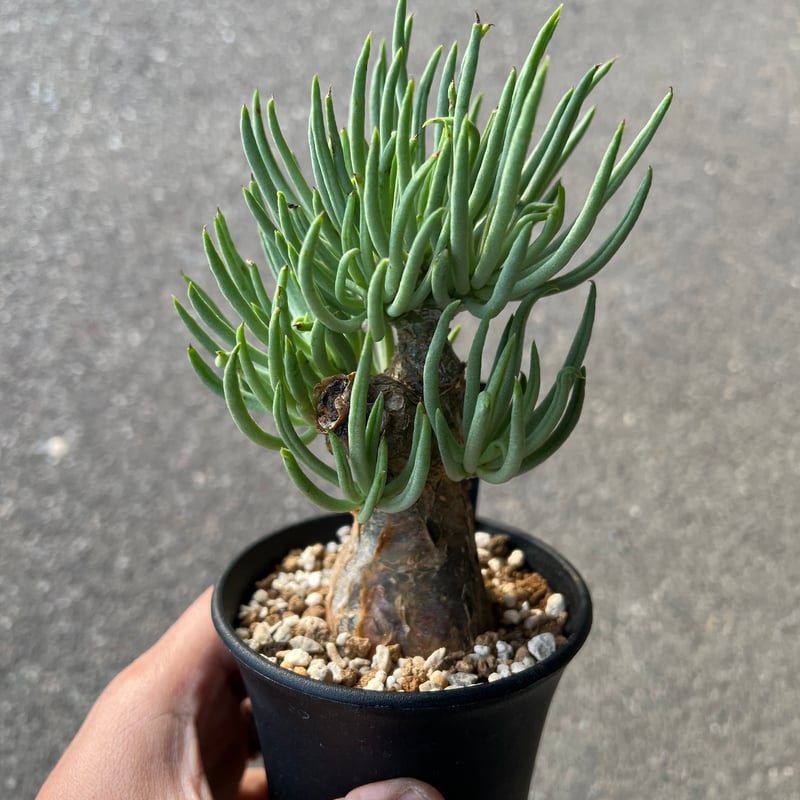 チレコドン ペアルソニー2 | STELLA.PLANTS