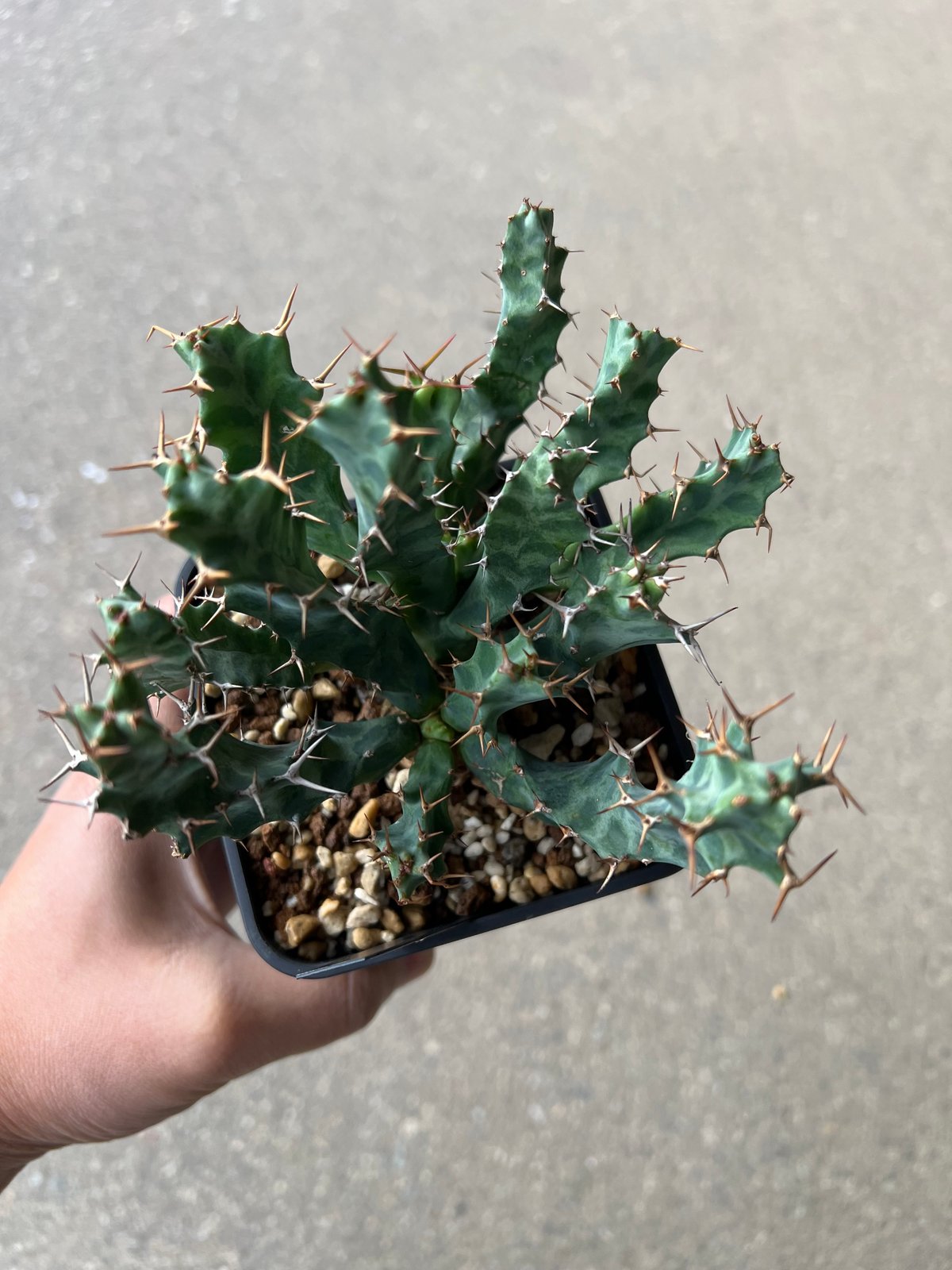 ユーフォルビア ペルシステンス2 | STELLA.PLANTS