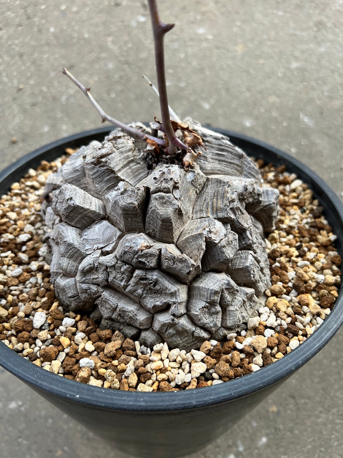 アフリカ亀甲竜 7寸2 | STELLA.PLANTS アフリカ亀甲竜 7寸2 | STELLA.PLANTS