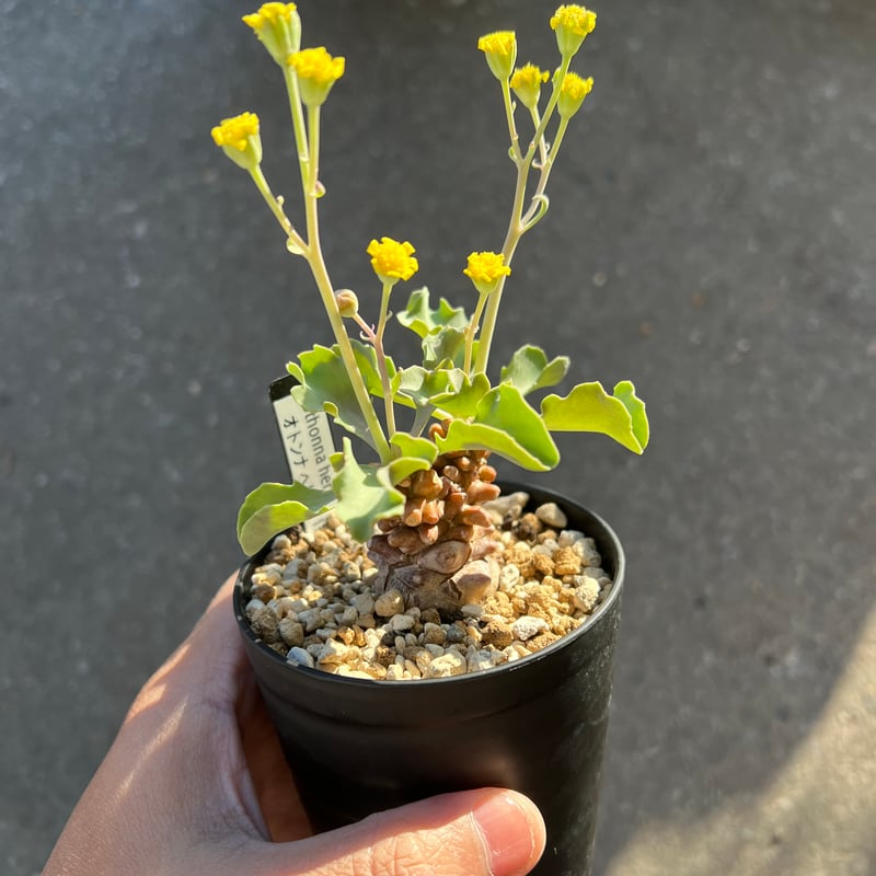 大株 特選 現地株 オトンナ ヘレー 大株 特選 現地株 オトンナ ヘレー