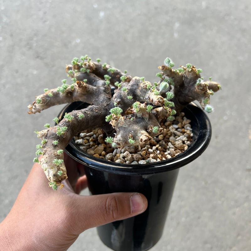 モンソニア ムルチフィダ | STELLA.PLANTS モンソニア ムルチフィダ | STELLA.PLANTS