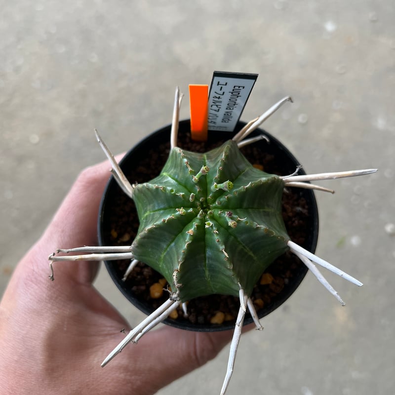 ユーフォルビア バリダ、メス株 2 | STELLA.PLANTS