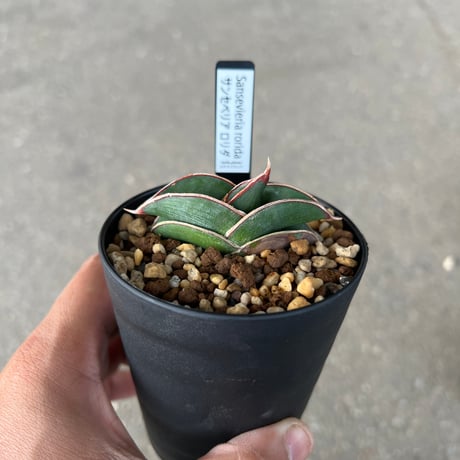 CATEGORY サンセベリア | STELLA.PLANTS