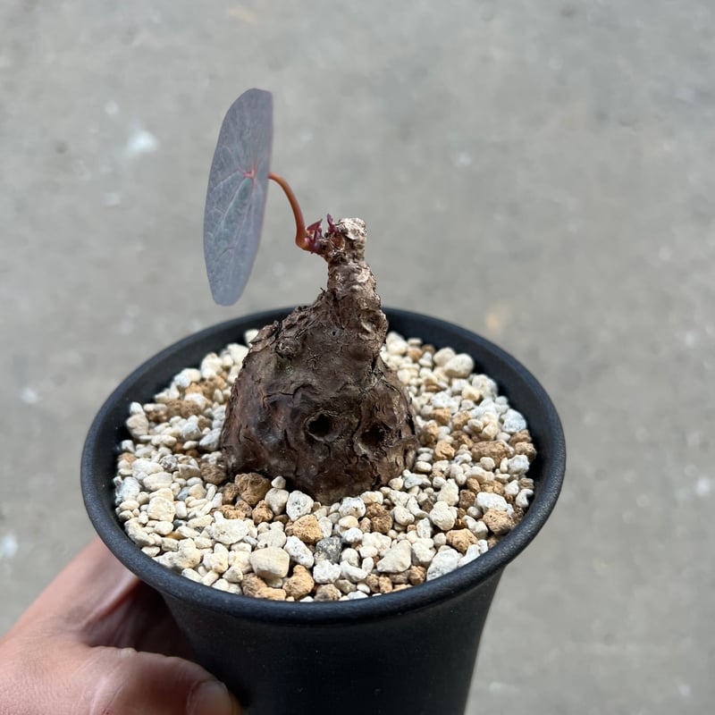 ステファニア・カーウィーサキー ステファニア カウィーサキー | STELLA.PLANTS