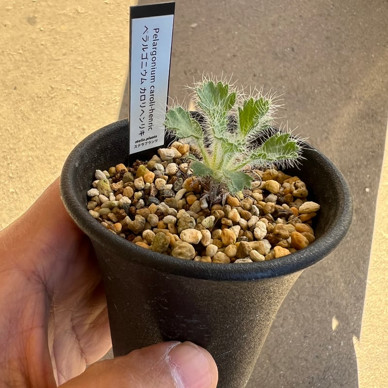 Pelargonium caroli-henrici ペラルゴニウム カロリヘンリキ