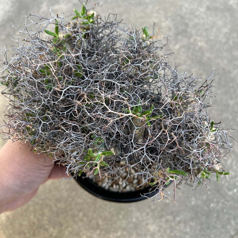 チレコドン レティキュラータス 万物想 | STELLA.PLANTS チレコドン レティキュラータス 万物想 | STELLA.PLANTS