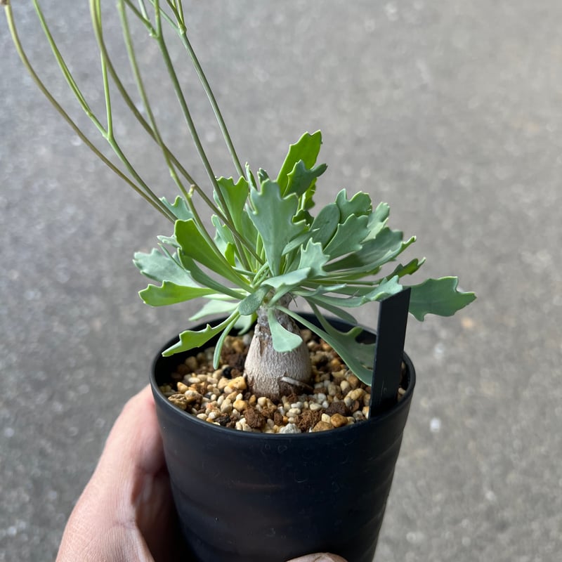 オトンナ スタインコフ×ユーフォルビオイデス | STELLA.PLANTS