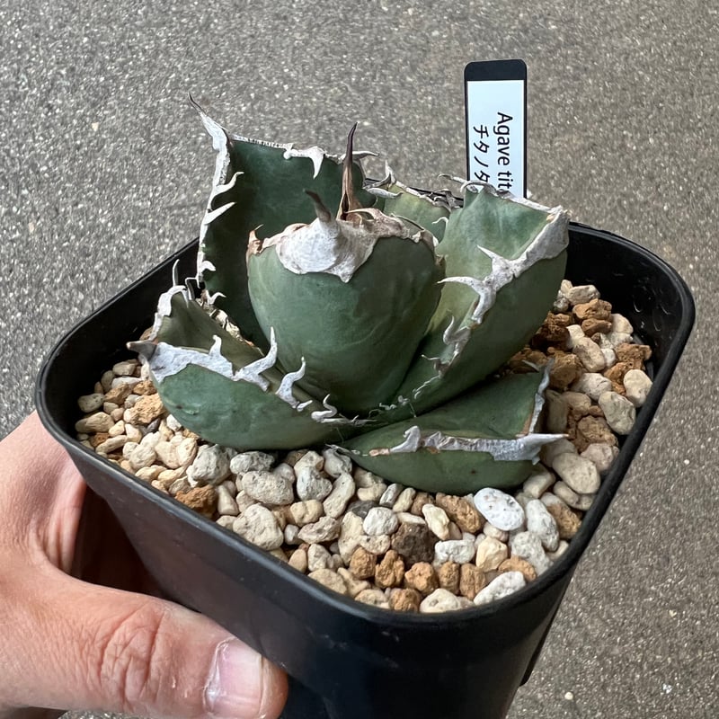 アガベ チタノタ SAD 2 | STELLA.PLANTS