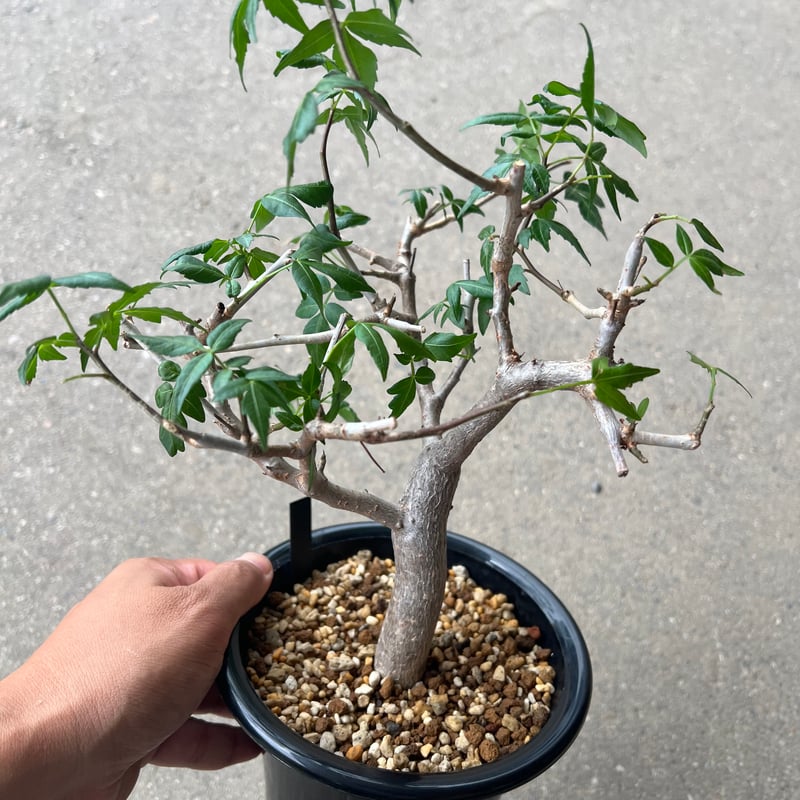 ブルセラ ファガロイデス ブルセラ ファガロイデス | STELLA.PLANTS