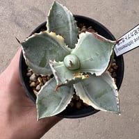 アガベ ホリダドワーフ カリフォルニア | STELLA.PLANTS