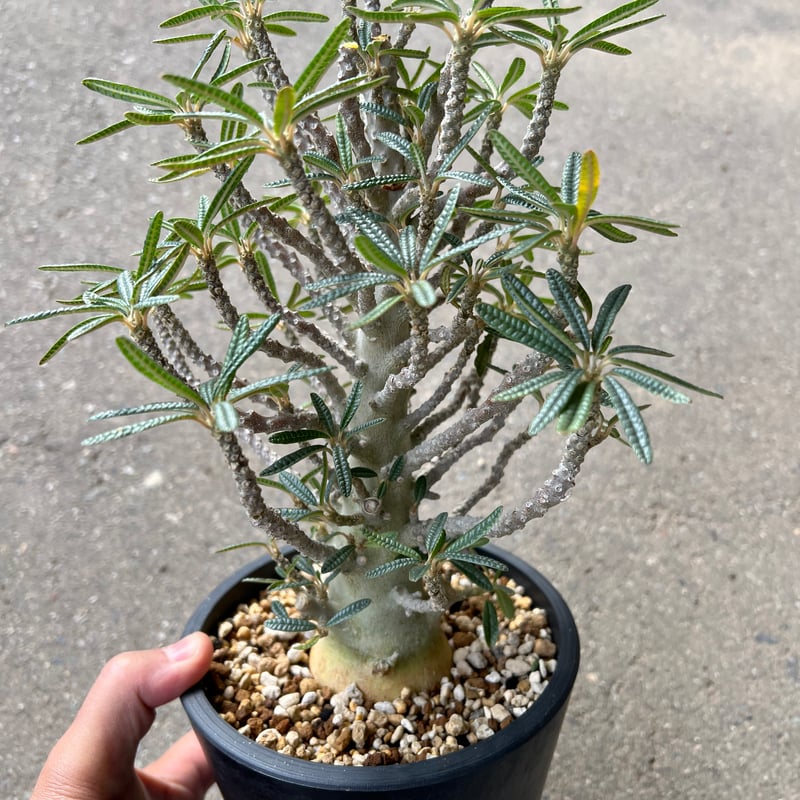 ドルステニア ギガス ブラータ | STELLA.PLANTS