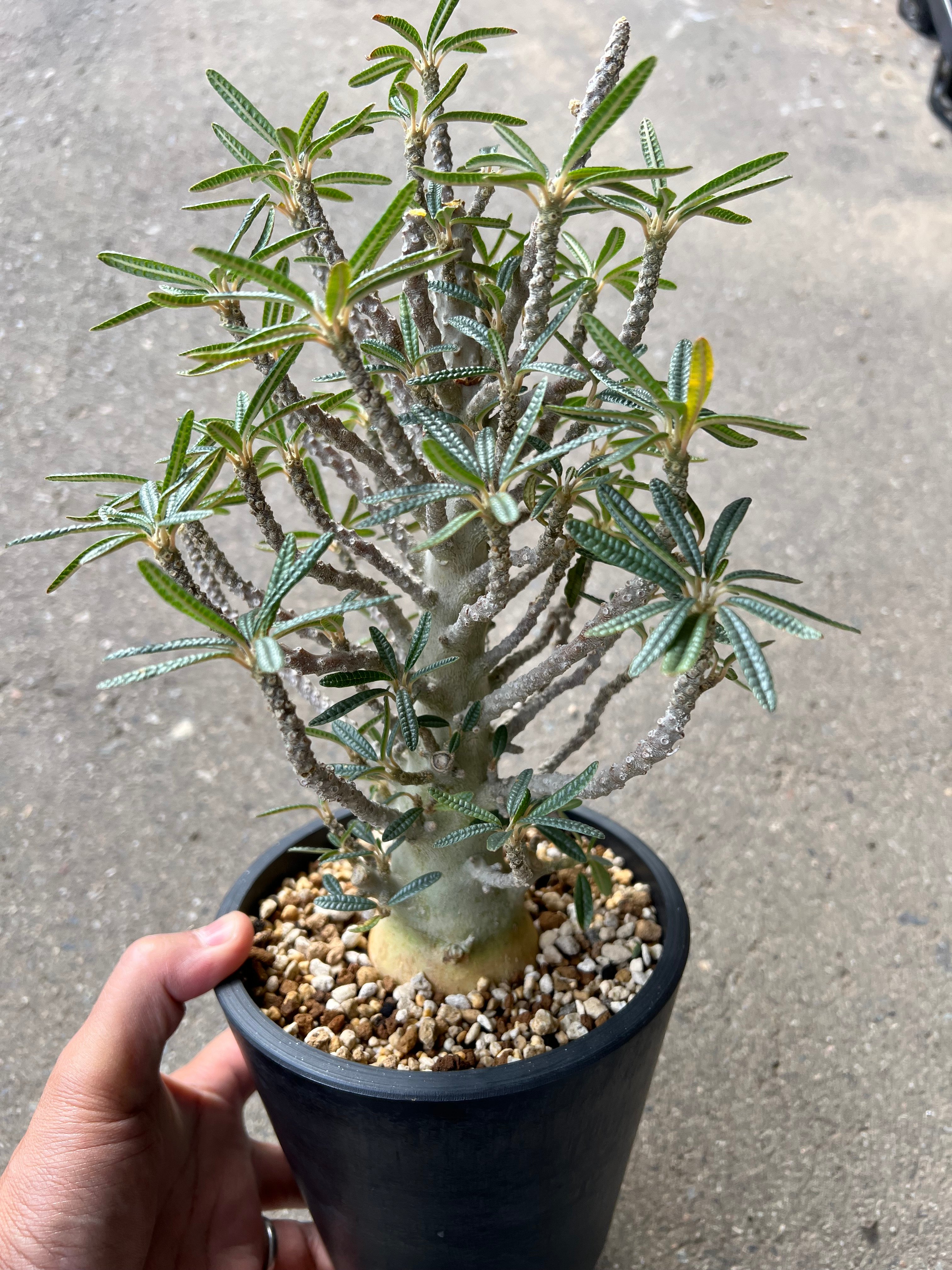 ￼ 本日価格ドルステニア　ギガス　ブラータ　写真更新　先端剪定なし ドルステニア ギガス ブラータ | STELLA.PLANTS