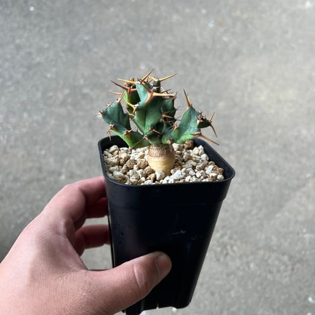 CATEGORY ユーフォルビア | STELLA.PLANTS CATEGORY ユーフォルビア | STELLA.PLANTS