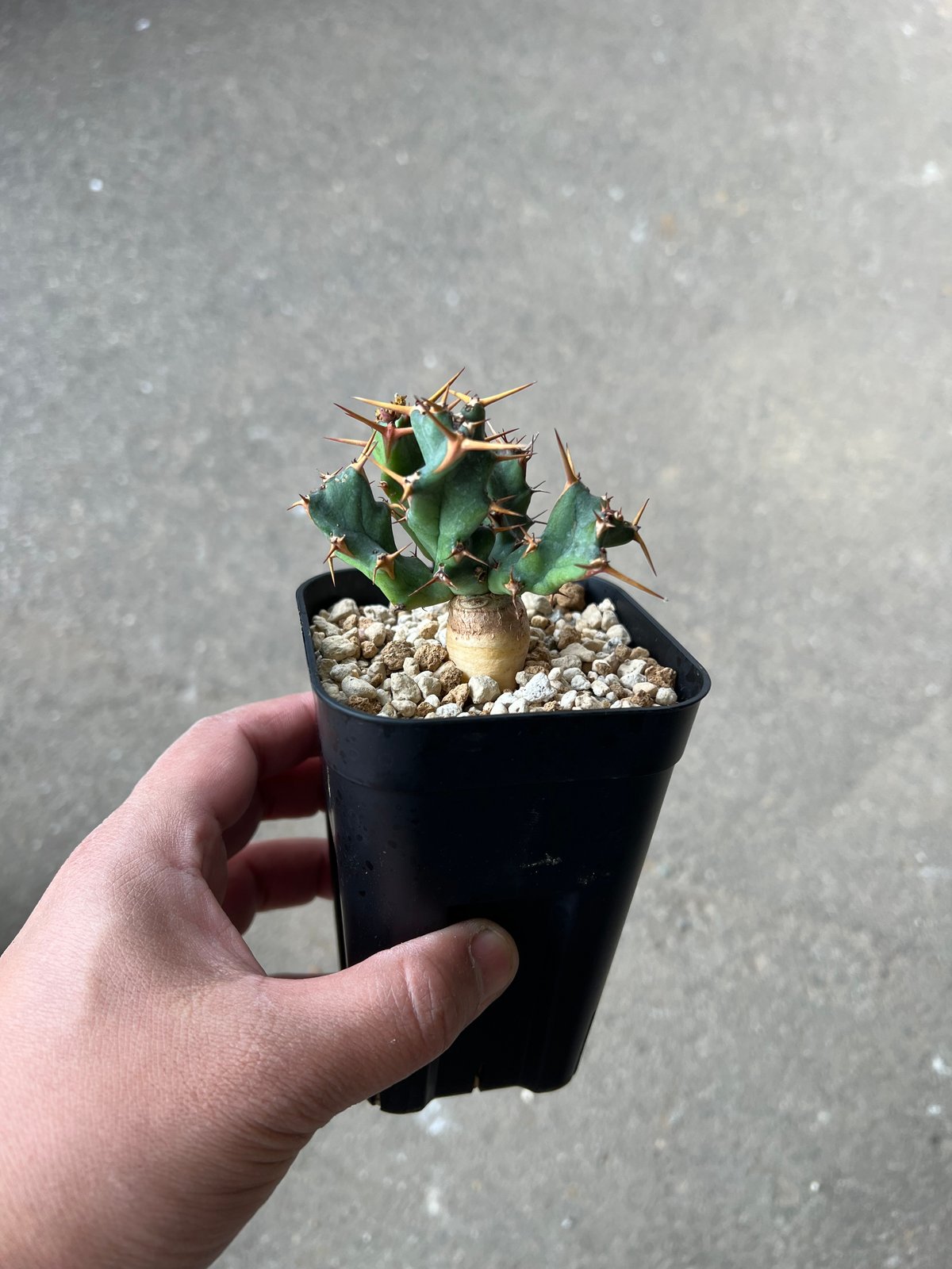ユーフォルビア　クラビゲラ　現地球　Euphorbia clavigera Ⅱ isla del pescado - Euphorbia clavigera-ユーフォルビア