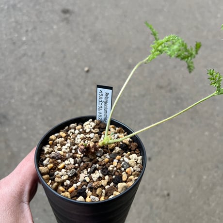 ペラルゴニウムトリステ | STORES