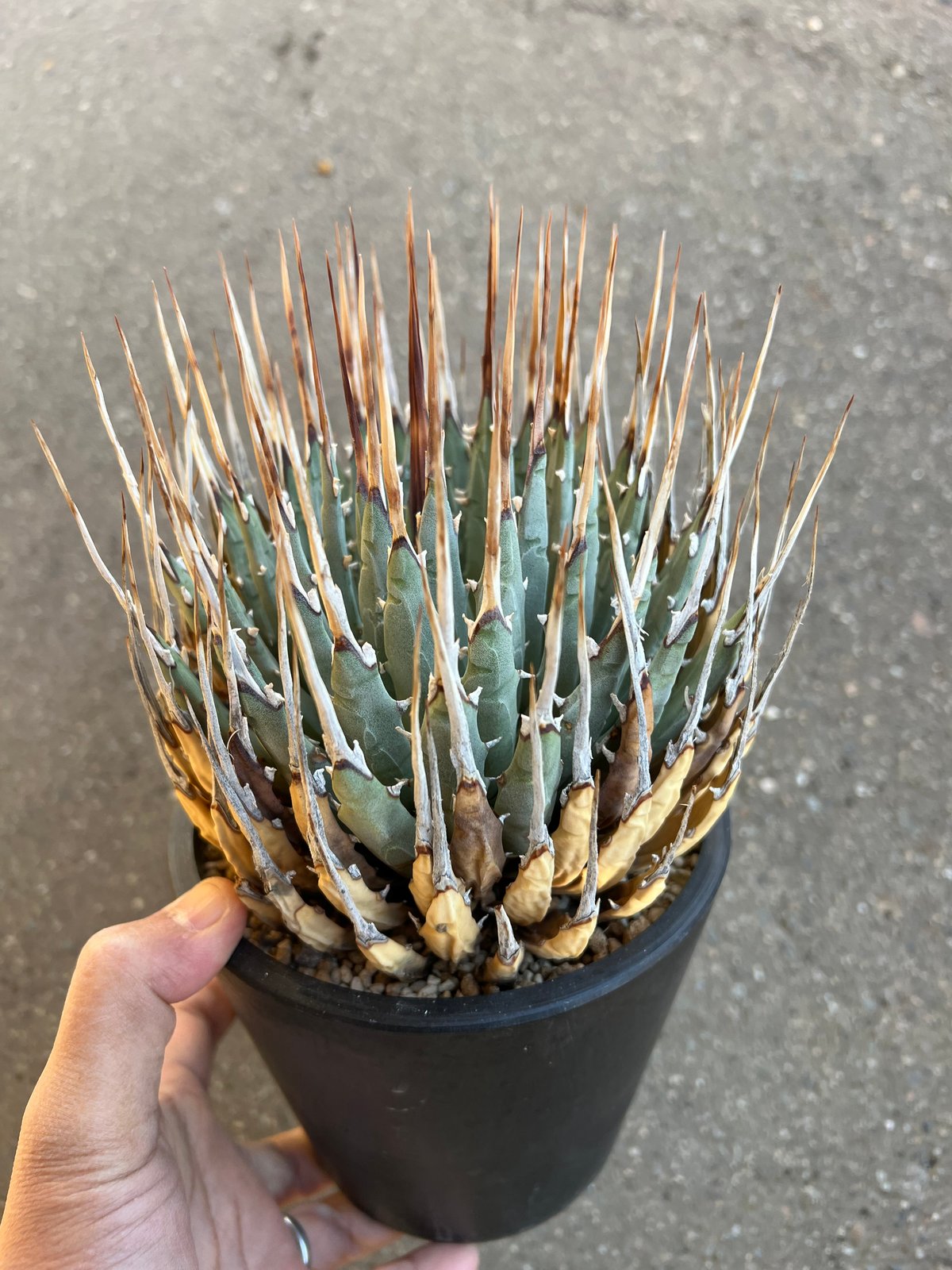 ユタエンシス エボリスピナ 5寸鉢サイズ | STELLA.PLANTS