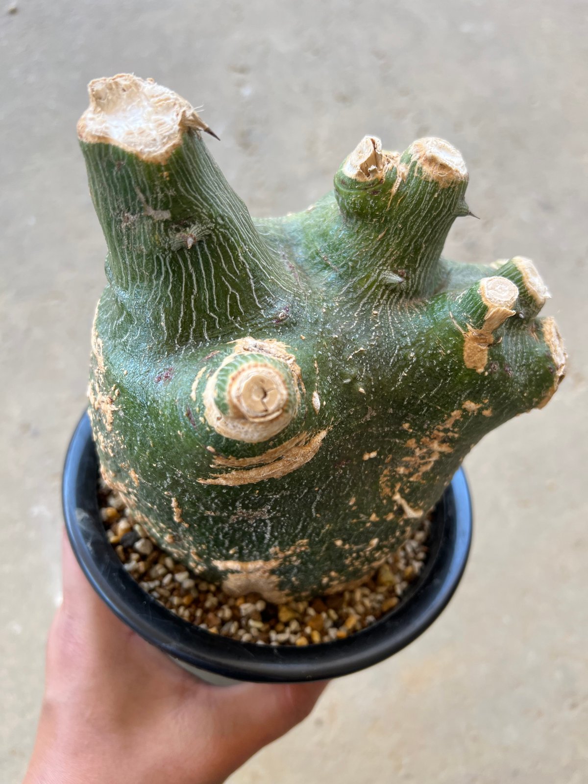 【画像追加】アデニア プセウドグロボーサ 現地球 丸型良樹形 発根済み 鉢ごと アデニア プセウドグロボーサ | hanayoshi-botanical