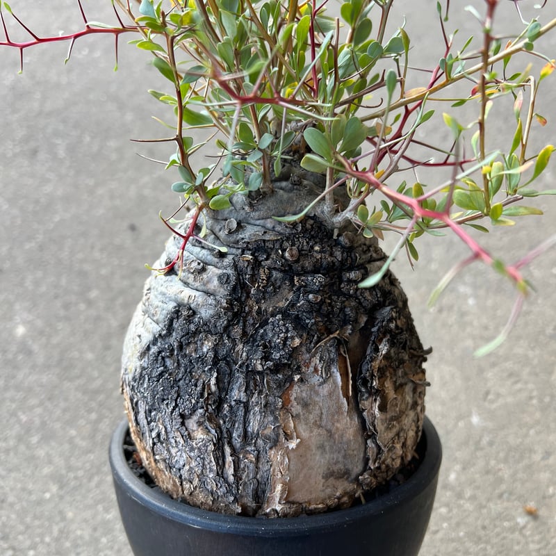 フォークイエリア コルムナリス 観峰玉 | STELLA.PLANTS