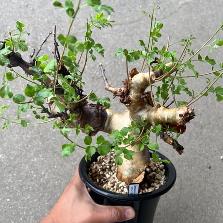 A|C plants  モンステラ90 スケルトン　69 ゼブブルー A|C plants 様専用 モンステラ90 スケルトン 69 ゼブブルー 人工