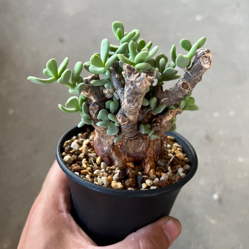 ケラリア ピグマエア(現地球・発根済)#009 種子] ケラリア ピグマエア