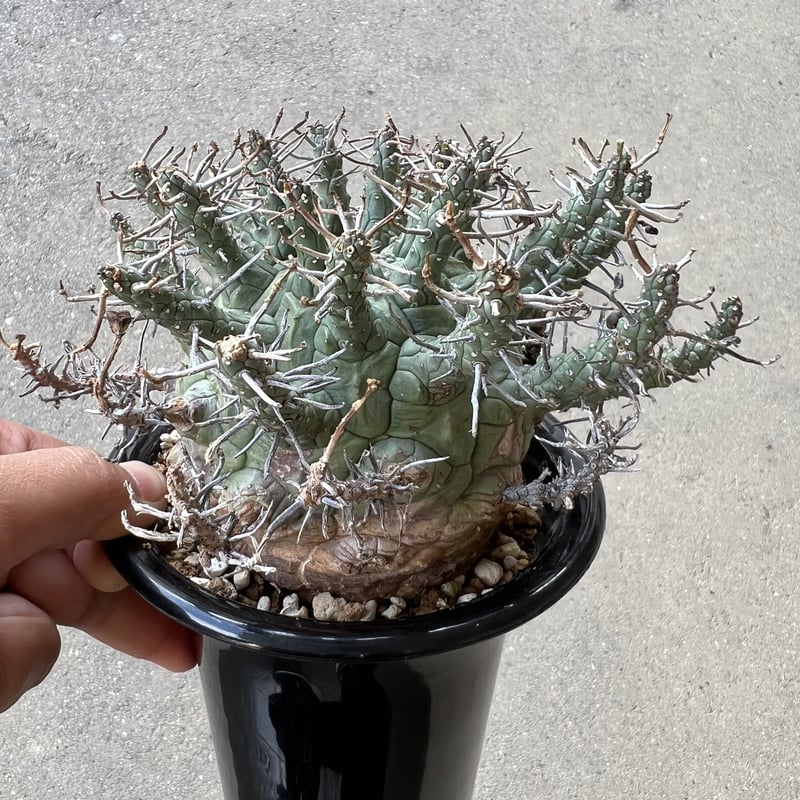 ユーフォルビア デセプタ | STELLA.PLANTS ユーフォルビア デセプタ | STELLA.PLANTS