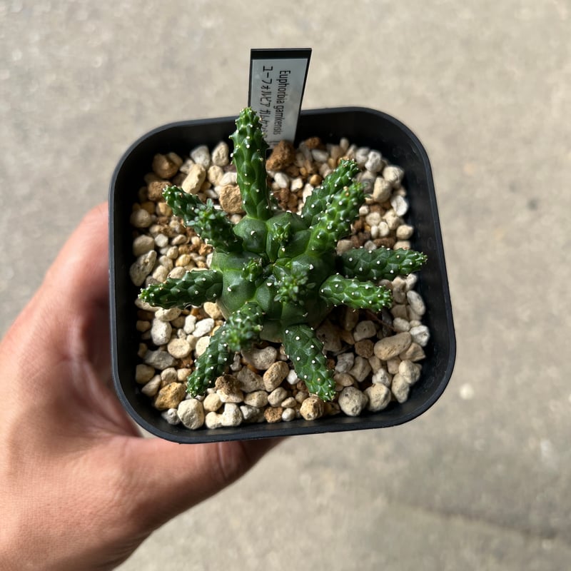2頭 ユーフォルビア ガムケンシス 実生 ユーフォルビア ガムケンシス2 | STELLA.PLANTS
