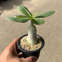 ギラウミニアナ　実生1 ユーフォルビア ギラウミニアナ実生1 | STELLA.PLANTS