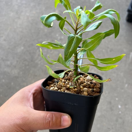 実生10年以上】【まん丸】【鉢ごと発送】フォークイエリアプルプシー実生