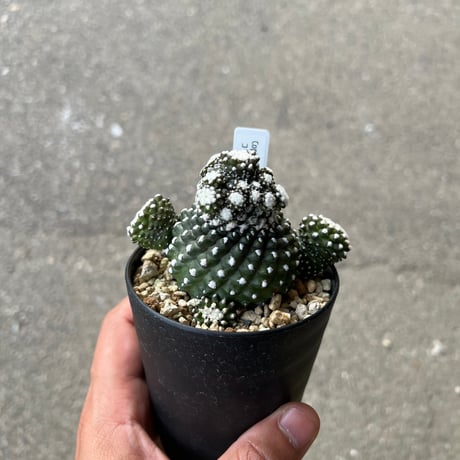 その他 COPIAPOA MONSTER Blue Skinned Hybrid ver COPIAPOA MONSTER Blue Skinned Hybrid ver - メルカリ