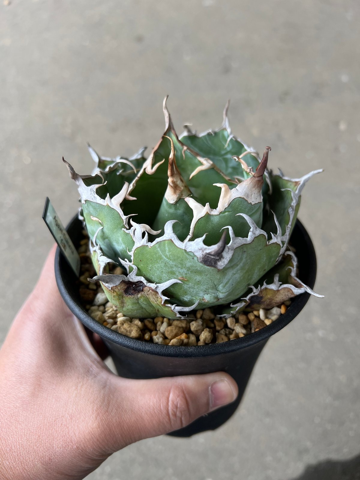 アガベ白鯨育成株 品種紹介：アガベ チタノタ “白鯨” (Agave Titanota “White