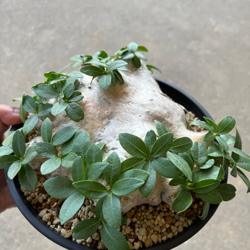 パキポディウム ブレビカウレ 恵比寿笑い | STELLA.PLANTS パキポディウム ブレビカウレ 恵比寿笑い | STELLA.PLANTS