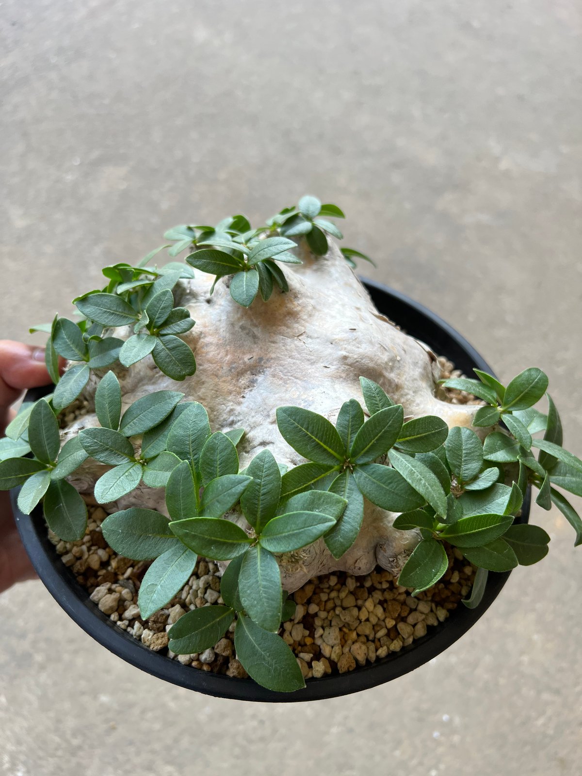 パキポディウム ブレビカウレ 恵比寿笑い | STELLA.PLANTS