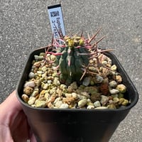 ユーフォルビア 群星冠