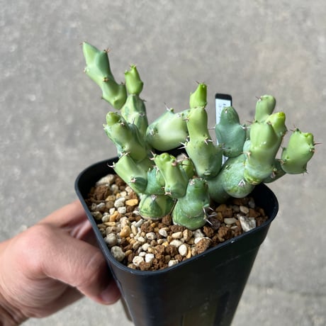 ユーフォルビア クリビコラ錦