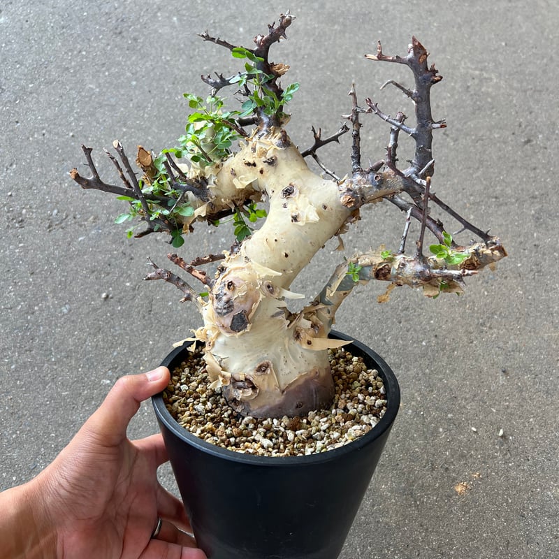 コミフォラカタフターカネンシス　発根済み コミフォラ カタフターカネンシス | STELLA.PLANTS