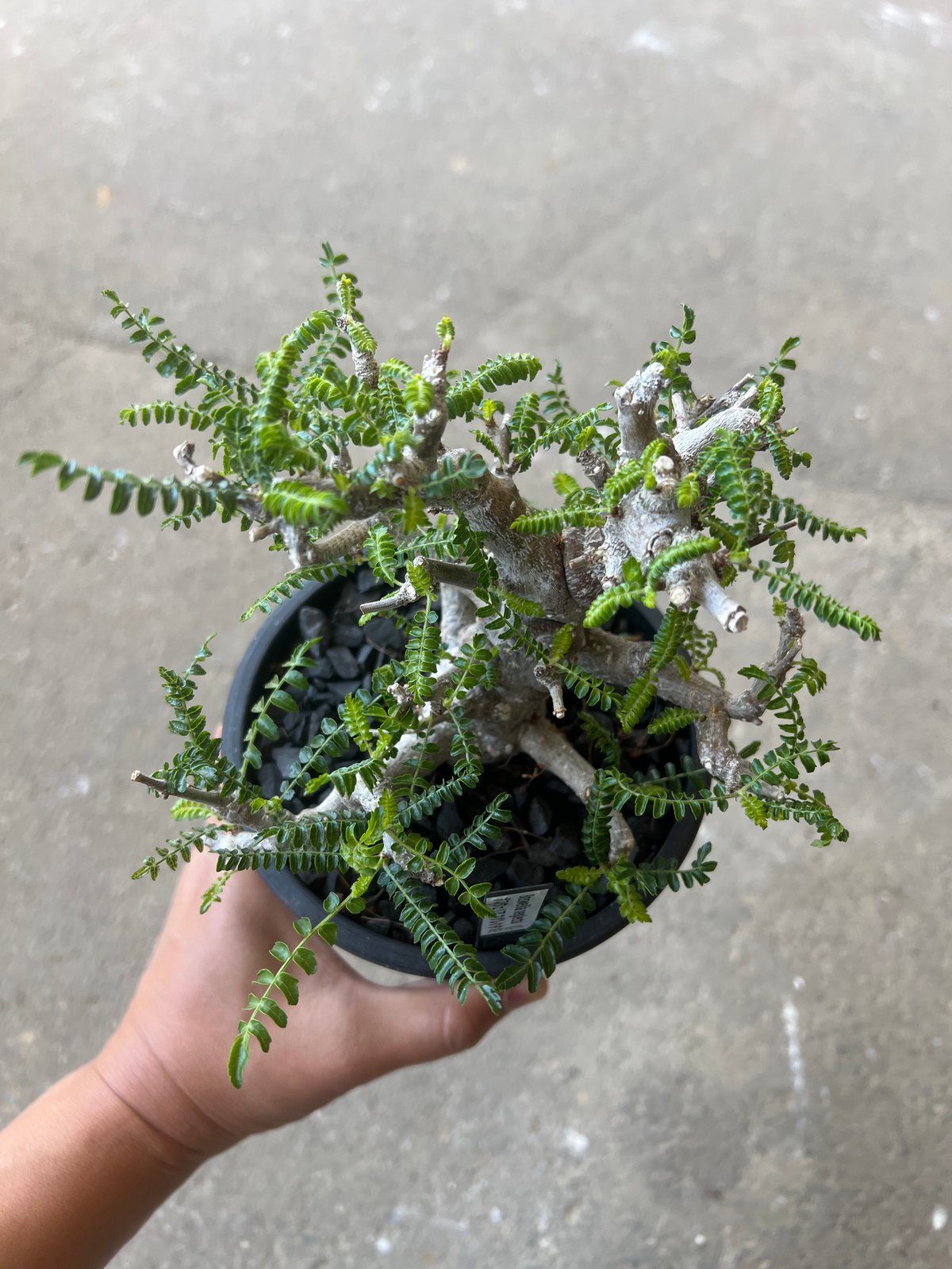 ボスウェリア ネグレクタ | STELLA.PLANTS