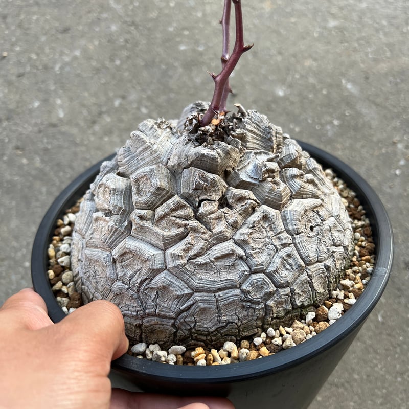 アフリカ 亀甲竜 塊根植物 ビザールプランツ 3個セット 【公式通販】