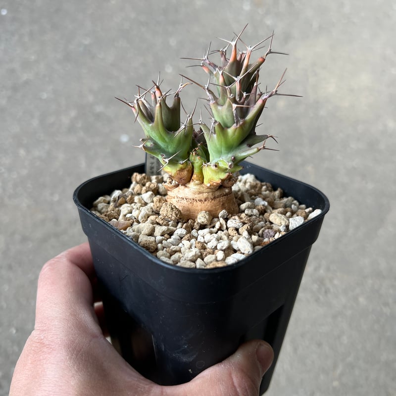 レビューで送料無料】 ユーフォルビア トルチラマ1 STELLA.PLANTS 