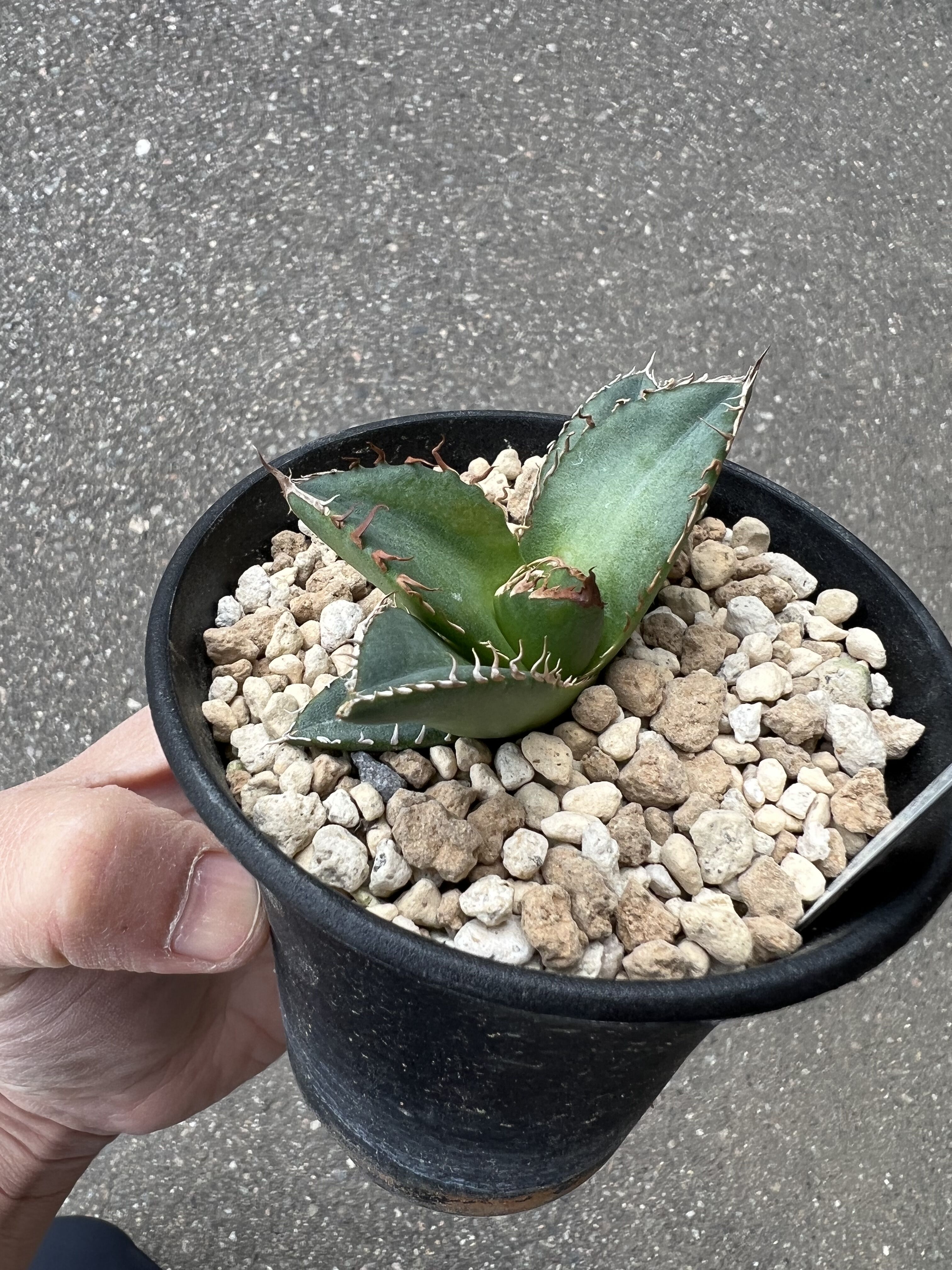 アガベ チタノタ '狼牙' | STELLA.PLANTS