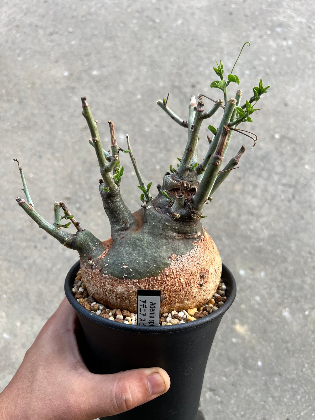 大株 アデニア スピノーサ 現地株 現品限り】アデニア・スピノーサ 現地株 発根済み 4ヶ月管理