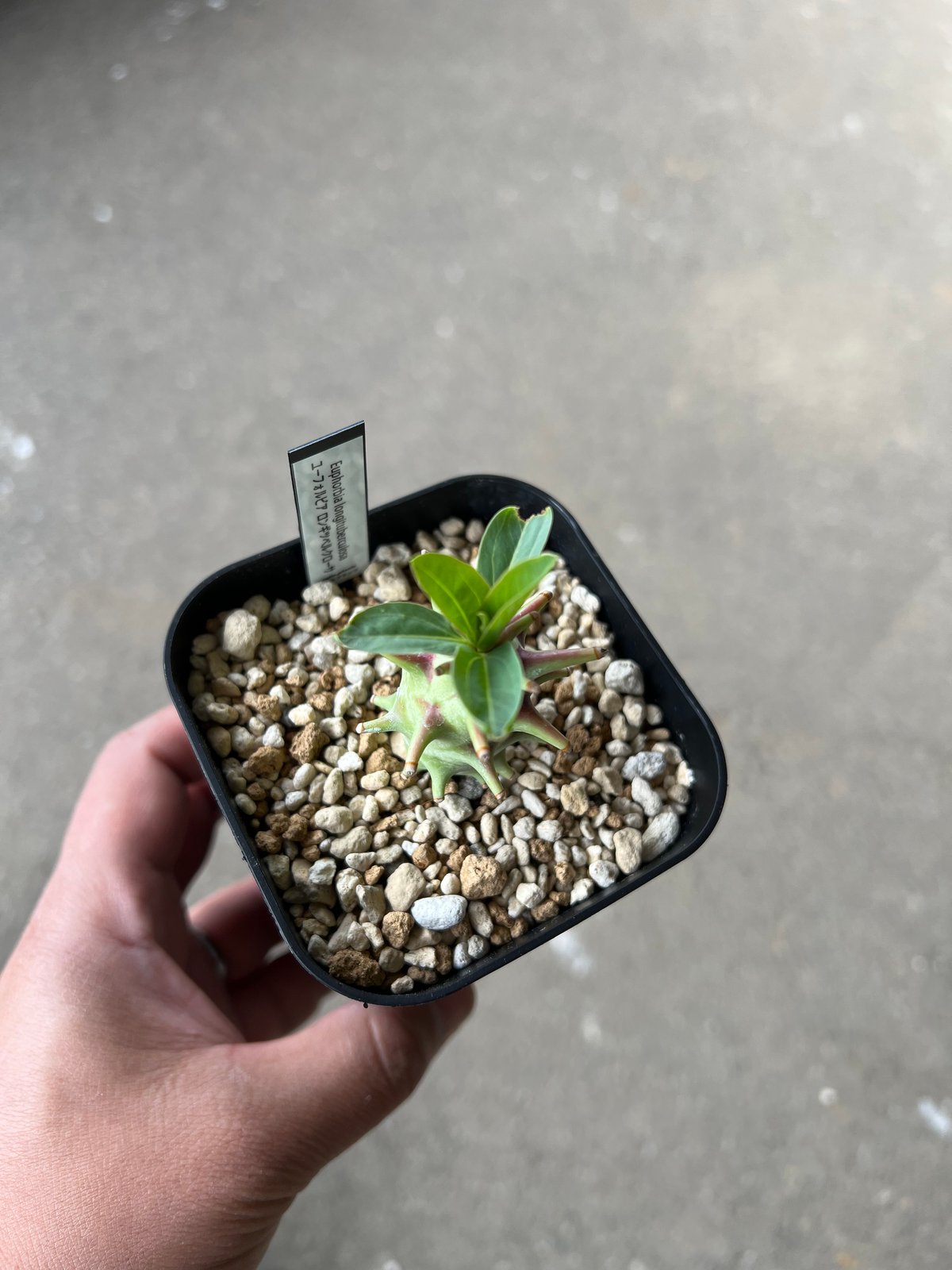 【植物の奴隷】ユーフォルビア ロンギツベルクローサ 実生 3株 E.ロンギツベルクローサ（実生） 24 – TaiShoDo ONLINE SHOP