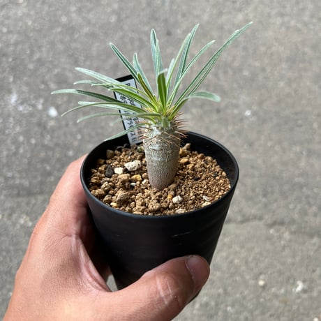 超まん丸超緑肌グラキリス現地球ガチ株コレクション厳選