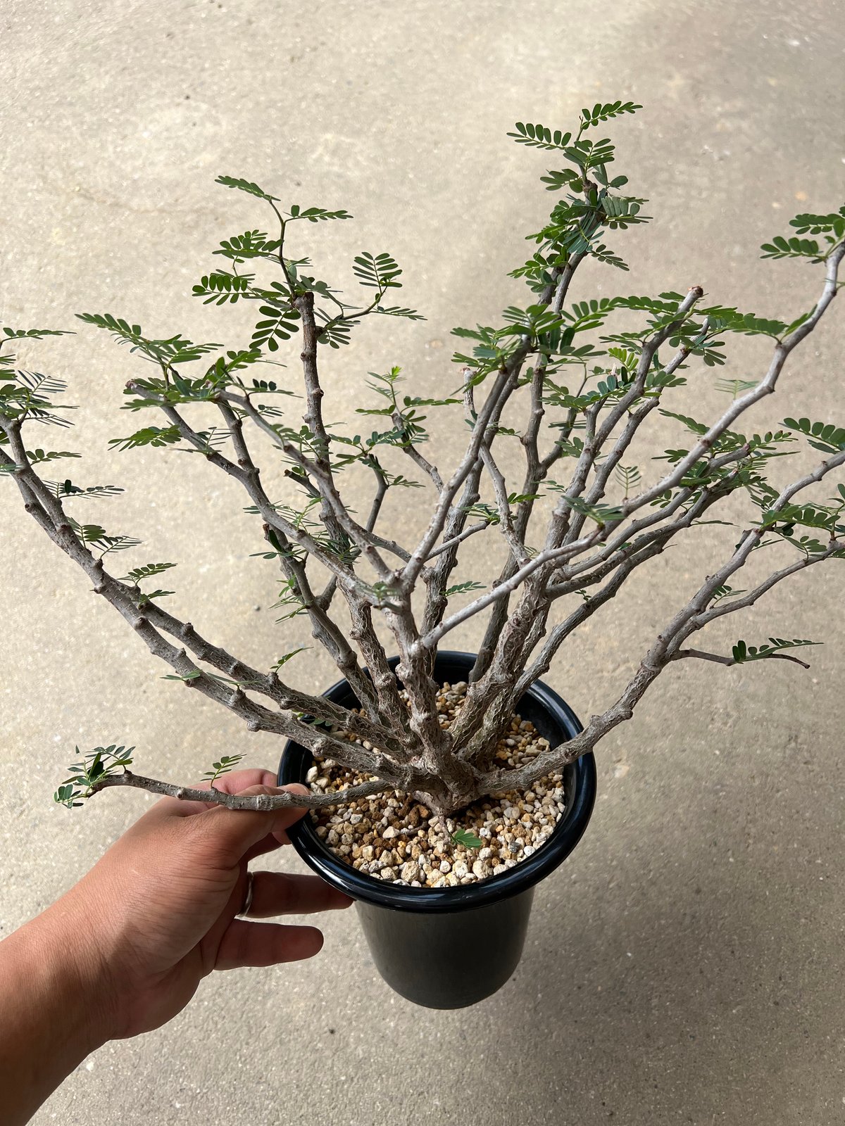 センナ メリディオナリス | STELLA.PLANTS センナ メリディオナリス | STELLA.PLANTS