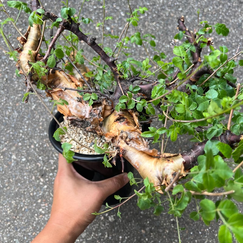 コミフォラ ボラネンシス | STELLA.PLANTS